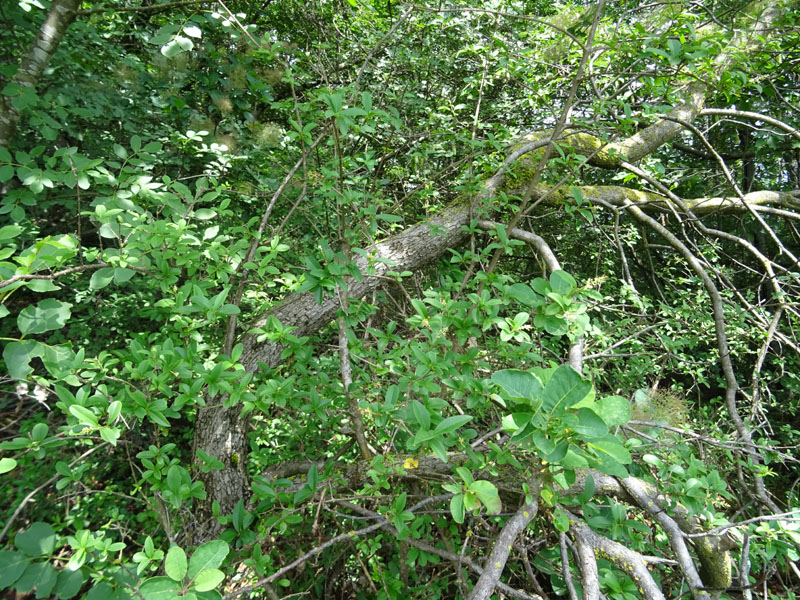 Cotinus coggygria / Sommacco selvatico